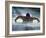 Young Man Swimming the Butterfly Stroke-null-Framed Photographic Print