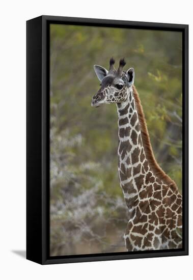 Young Masai giraffe (Giraffa camelopardalis tippelskirchi), Selous Game Reserve, Tanzania, East Afr-James Hager-Framed Premier Image Canvas