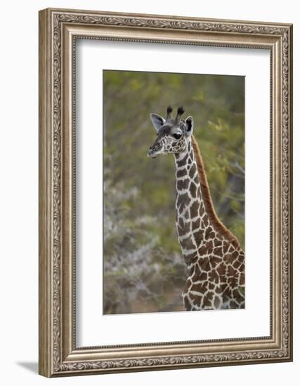 Young Masai giraffe (Giraffa camelopardalis tippelskirchi), Selous Game Reserve, Tanzania, East Afr-James Hager-Framed Photographic Print