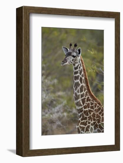 Young Masai giraffe (Giraffa camelopardalis tippelskirchi), Selous Game Reserve, Tanzania, East Afr-James Hager-Framed Photographic Print