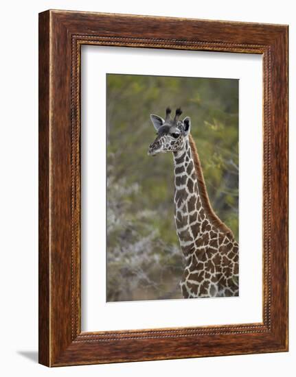 Young Masai giraffe (Giraffa camelopardalis tippelskirchi), Selous Game Reserve, Tanzania, East Afr-James Hager-Framed Photographic Print