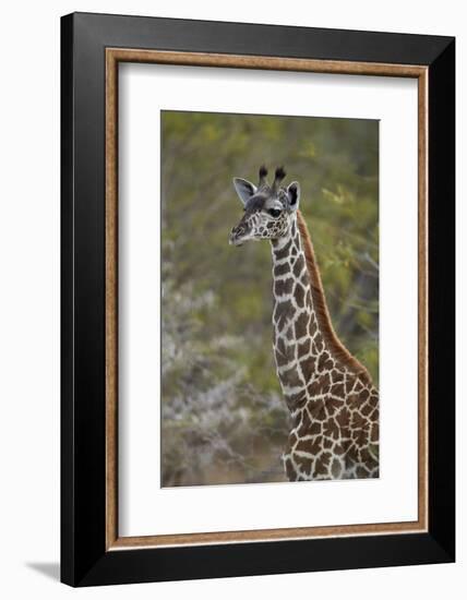 Young Masai giraffe (Giraffa camelopardalis tippelskirchi), Selous Game Reserve, Tanzania, East Afr-James Hager-Framed Photographic Print