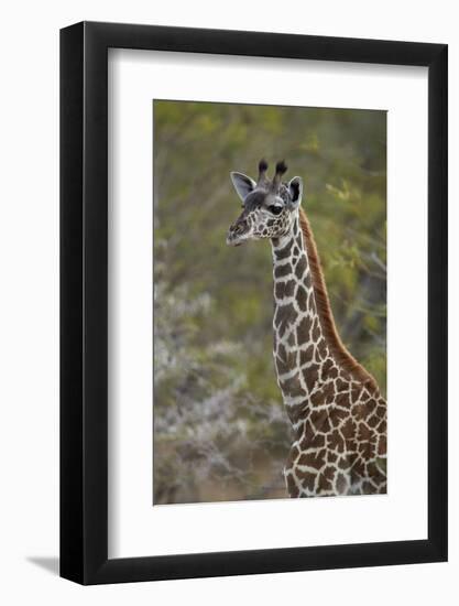 Young Masai giraffe (Giraffa camelopardalis tippelskirchi), Selous Game Reserve, Tanzania, East Afr-James Hager-Framed Photographic Print