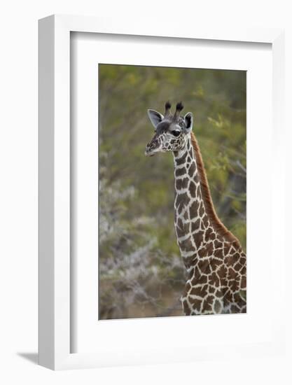 Young Masai giraffe (Giraffa camelopardalis tippelskirchi), Selous Game Reserve, Tanzania, East Afr-James Hager-Framed Photographic Print