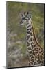 Young Masai giraffe (Giraffa camelopardalis tippelskirchi), Selous Game Reserve, Tanzania, East Afr-James Hager-Mounted Photographic Print