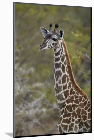 Young Masai giraffe (Giraffa camelopardalis tippelskirchi), Selous Game Reserve, Tanzania, East Afr-James Hager-Mounted Photographic Print