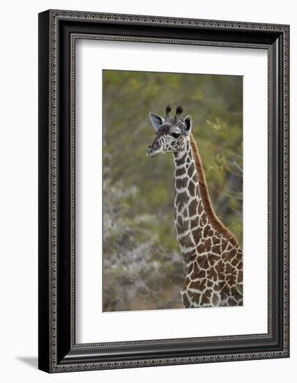 Young Masai giraffe (Giraffa camelopardalis tippelskirchi), Selous Game Reserve, Tanzania, East Afr-James Hager-Framed Photographic Print