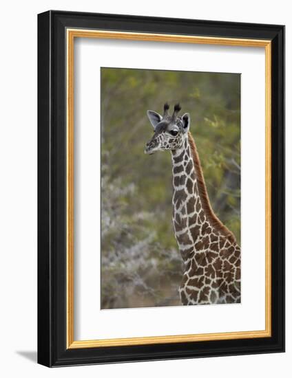 Young Masai giraffe (Giraffa camelopardalis tippelskirchi), Selous Game Reserve, Tanzania, East Afr-James Hager-Framed Photographic Print