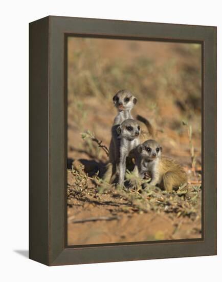 Young Meerkat, Kgalagadi Transfrontier Park, Northern Cape, South Africa-Toon Ann & Steve-Framed Premier Image Canvas