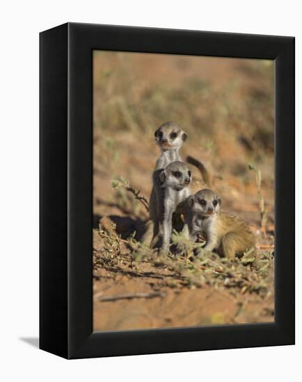 Young Meerkat, Kgalagadi Transfrontier Park, Northern Cape, South Africa-Toon Ann & Steve-Framed Premier Image Canvas