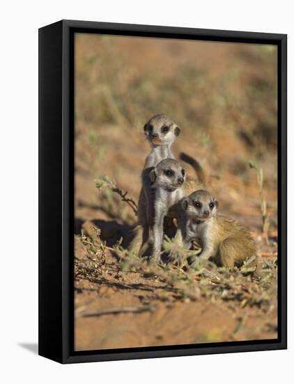 Young Meerkat, Kgalagadi Transfrontier Park, Northern Cape, South Africa-Toon Ann & Steve-Framed Premier Image Canvas