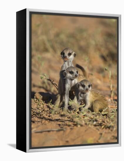 Young Meerkat, Kgalagadi Transfrontier Park, Northern Cape, South Africa-Toon Ann & Steve-Framed Premier Image Canvas