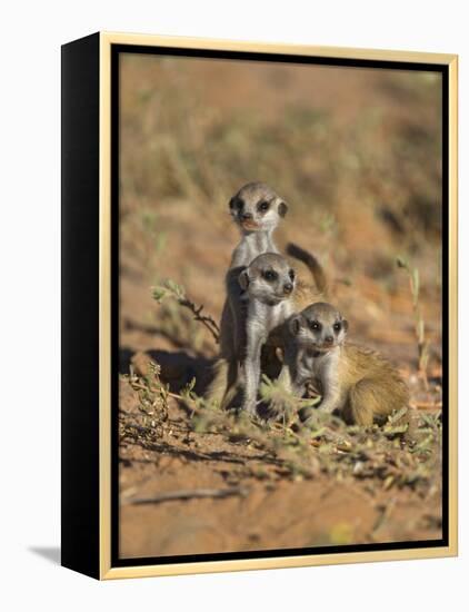 Young Meerkat, Kgalagadi Transfrontier Park, Northern Cape, South Africa-Toon Ann & Steve-Framed Premier Image Canvas