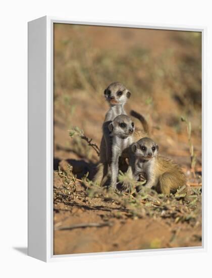 Young Meerkat, Kgalagadi Transfrontier Park, Northern Cape, South Africa-Toon Ann & Steve-Framed Premier Image Canvas