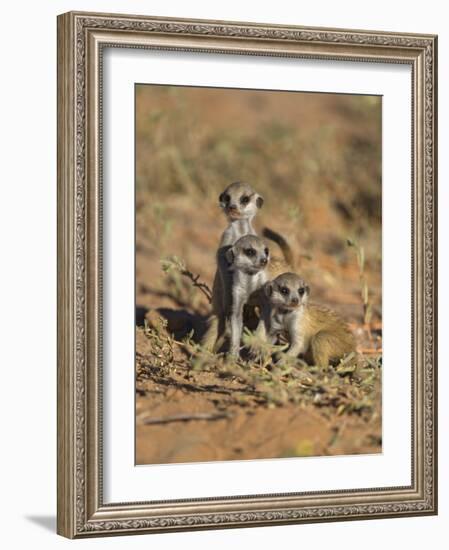 Young Meerkat, Kgalagadi Transfrontier Park, Northern Cape, South Africa-Toon Ann & Steve-Framed Photographic Print