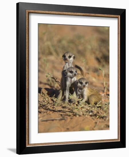 Young Meerkat, Kgalagadi Transfrontier Park, Northern Cape, South Africa-Toon Ann & Steve-Framed Photographic Print