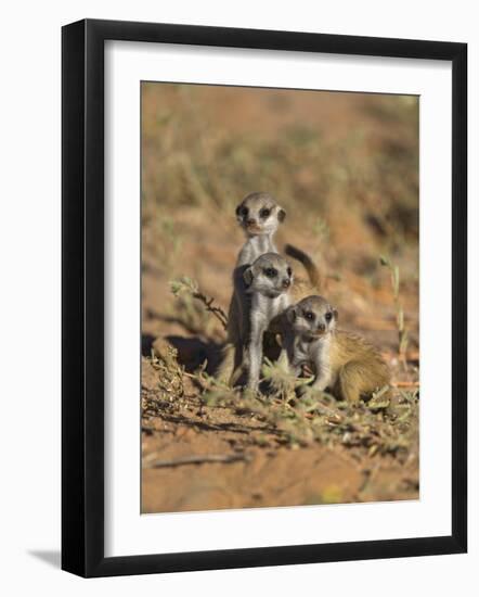 Young Meerkat, Kgalagadi Transfrontier Park, Northern Cape, South Africa-Toon Ann & Steve-Framed Photographic Print