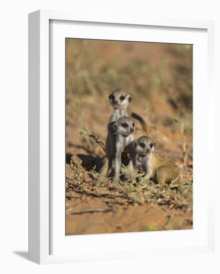 Young Meerkat, Kgalagadi Transfrontier Park, Northern Cape, South Africa-Toon Ann & Steve-Framed Photographic Print