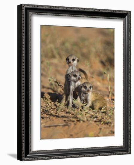 Young Meerkat, Kgalagadi Transfrontier Park, Northern Cape, South Africa-Toon Ann & Steve-Framed Photographic Print