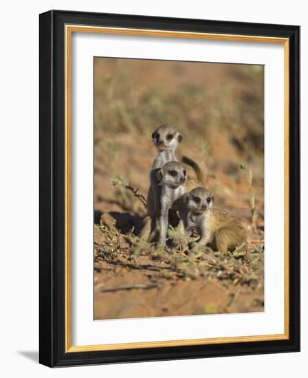 Young Meerkat, Kgalagadi Transfrontier Park, Northern Cape, South Africa-Toon Ann & Steve-Framed Photographic Print