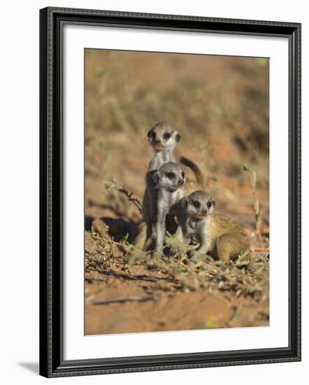 Young Meerkat, Kgalagadi Transfrontier Park, Northern Cape, South Africa-Toon Ann & Steve-Framed Photographic Print