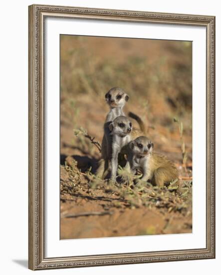 Young Meerkat, Kgalagadi Transfrontier Park, Northern Cape, South Africa-Toon Ann & Steve-Framed Photographic Print