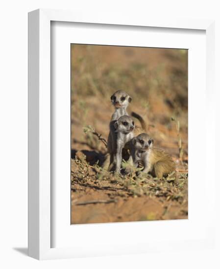 Young Meerkat, Kgalagadi Transfrontier Park, Northern Cape, South Africa-Toon Ann & Steve-Framed Photographic Print