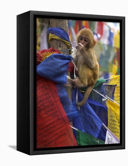 Young Monkey Sitting on Prayer Flags Tied on a Pole, Darjeeling, India-Eitan Simanor-Framed Premier Image Canvas