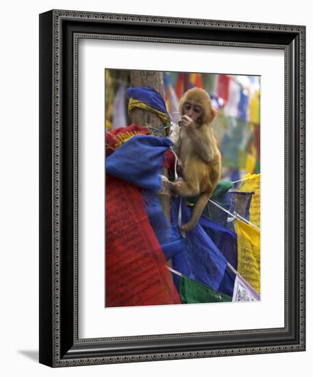 Young Monkey Sitting on Prayer Flags Tied on a Pole, Darjeeling, India-Eitan Simanor-Framed Photographic Print