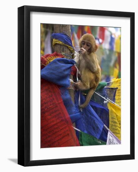 Young Monkey Sitting on Prayer Flags Tied on a Pole, Darjeeling, India-Eitan Simanor-Framed Photographic Print