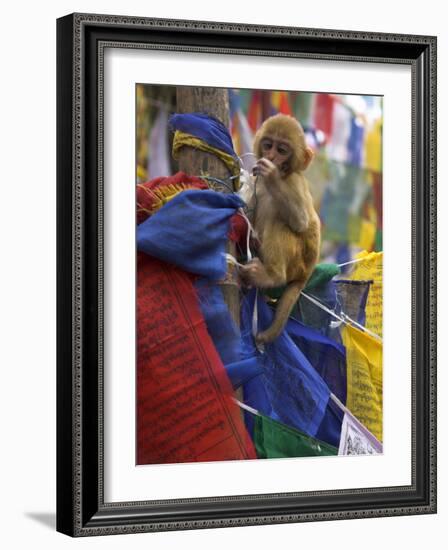 Young Monkey Sitting on Prayer Flags Tied on a Pole, Darjeeling, India-Eitan Simanor-Framed Photographic Print