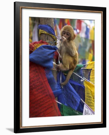 Young Monkey Sitting on Prayer Flags Tied on a Pole, Darjeeling, India-Eitan Simanor-Framed Photographic Print