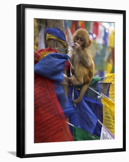 Young Monkey Sitting on Prayer Flags Tied on a Pole, Darjeeling, India-Eitan Simanor-Framed Photographic Print