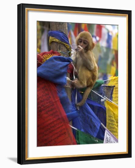Young Monkey Sitting on Prayer Flags Tied on a Pole, Darjeeling, India-Eitan Simanor-Framed Photographic Print