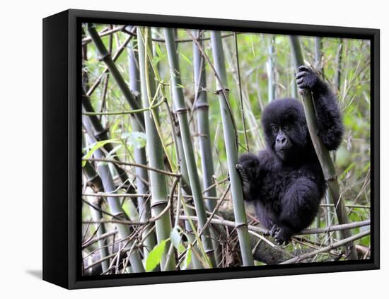 Young Mountain Gorilla Climbing on Bamboo, Volcanoes National Park, Rwanda, Africa-Eric Baccega-Framed Premier Image Canvas