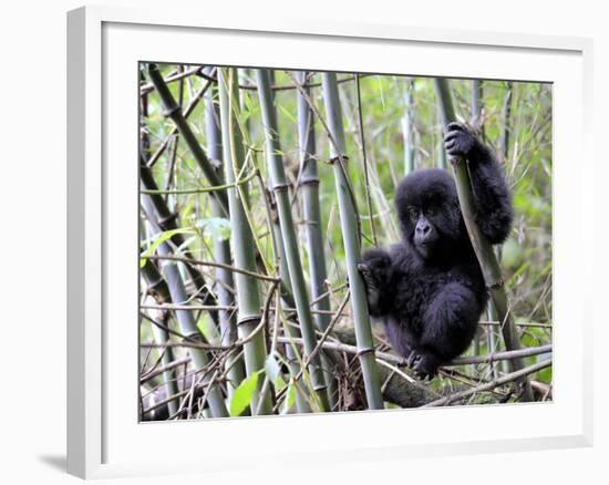 Young Mountain Gorilla Climbing on Bamboo, Volcanoes National Park, Rwanda, Africa-Eric Baccega-Framed Photographic Print