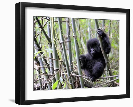 Young Mountain Gorilla Climbing on Bamboo, Volcanoes National Park, Rwanda, Africa-Eric Baccega-Framed Photographic Print