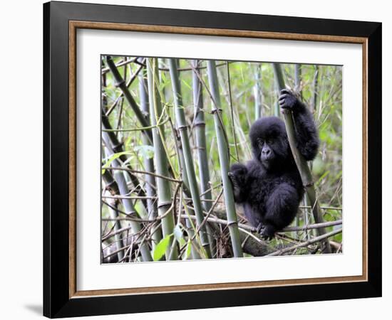 Young Mountain Gorilla Climbing on Bamboo, Volcanoes National Park, Rwanda, Africa-Eric Baccega-Framed Photographic Print