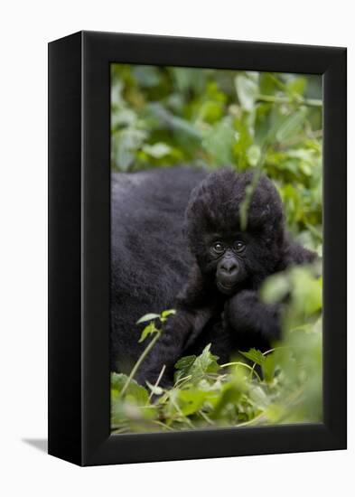 Young Mountain Gorilla (Gorilla Gorilla Beringei), Kongo, Rwanda, Africa-Thorsten Milse-Framed Premier Image Canvas