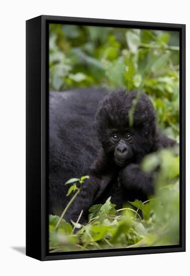 Young Mountain Gorilla (Gorilla Gorilla Beringei), Kongo, Rwanda, Africa-Thorsten Milse-Framed Premier Image Canvas