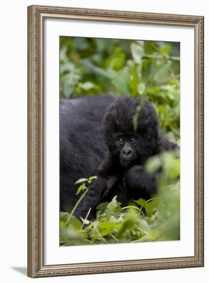 Young Mountain Gorilla (Gorilla Gorilla Beringei), Kongo, Rwanda, Africa-Thorsten Milse-Framed Photographic Print