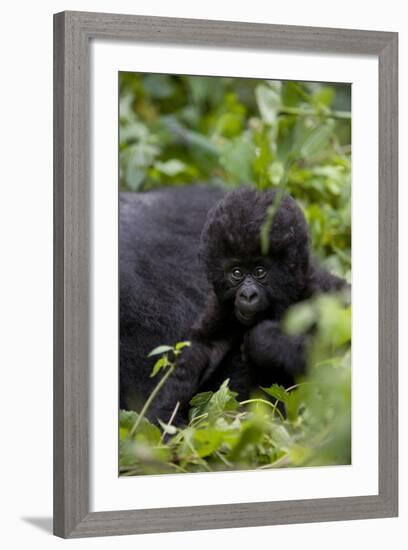 Young Mountain Gorilla (Gorilla Gorilla Beringei), Kongo, Rwanda, Africa-Thorsten Milse-Framed Photographic Print