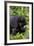 Young Mountain Gorilla (Gorilla Gorilla Beringei), Kongo, Rwanda, Africa-Thorsten Milse-Framed Photographic Print