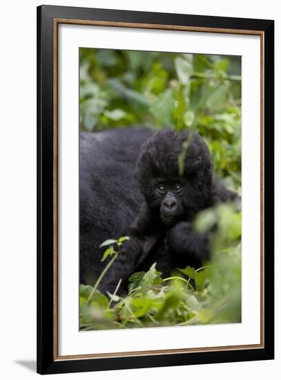 Young Mountain Gorilla (Gorilla Gorilla Beringei), Kongo, Rwanda, Africa-Thorsten Milse-Framed Photographic Print