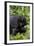 Young Mountain Gorilla (Gorilla Gorilla Beringei), Kongo, Rwanda, Africa-Thorsten Milse-Framed Photographic Print