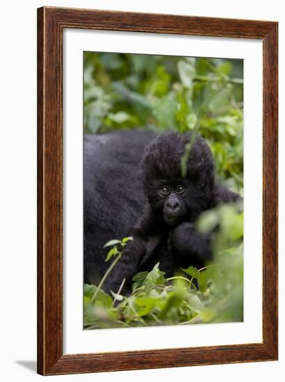 Young Mountain Gorilla (Gorilla Gorilla Beringei), Kongo, Rwanda, Africa-Thorsten Milse-Framed Photographic Print