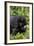 Young Mountain Gorilla (Gorilla Gorilla Beringei), Kongo, Rwanda, Africa-Thorsten Milse-Framed Photographic Print