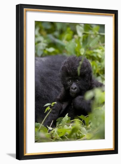 Young Mountain Gorilla (Gorilla Gorilla Beringei), Kongo, Rwanda, Africa-Thorsten Milse-Framed Photographic Print