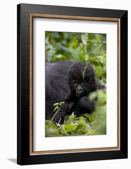 Young Mountain Gorilla (Gorilla Gorilla Beringei), Kongo, Rwanda, Africa-Thorsten Milse-Framed Photographic Print