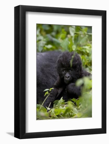 Young Mountain Gorilla (Gorilla Gorilla Beringei), Kongo, Rwanda, Africa-Thorsten Milse-Framed Photographic Print